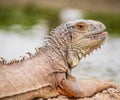 Closeup shot of a cute iguana with a blurred background Royalty Free Stock Photo