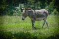 Closeup shot of a cute innocent donkey walking on the grass with blurred background