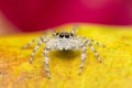Closeup shot of a cute Jumping spider Royalty Free Stock Photo