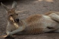 Closeup shot of a cute kangaroo lying on the sand