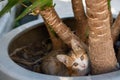 Closeup shot of a cute kitten peeking through plant trunks