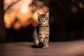Closeup shot of a cute kitten standing on a wooden surface Royalty Free Stock Photo