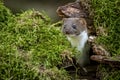 Closeup shot of a cute least weasel hiding in a tree hollow surrounded with grass