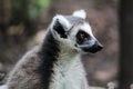 Closeup Shot Of A Cute Lemur Madagascar Cat Playing At The Park During Daytime