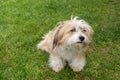 Closeup shot of a cute Lhasa apso on the grass in the park Royalty Free Stock Photo