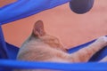 Closeup shot of a cute light colored cat sleeping