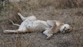 Closeup shot of a cute lioness lying on a ground