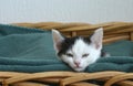 Closeup shot of a cute little black and white kitten in a basket with green textile Royalty Free Stock Photo