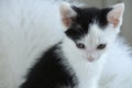 Closeup shot of a cute little black and white kitten on a white fur Royalty Free Stock Photo