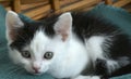 Closeup shot of a cute little black and white kitten with green eyes lying in a basket Royalty Free Stock Photo