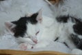 Closeup shot of a cute little black and white kitten sleeping on a white fur Royalty Free Stock Photo