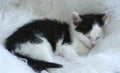 Closeup shot of a cute little black and white kitten sleeping on a white fur Royalty Free Stock Photo