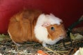 Closeup shot of a cute little Guinea pig Royalty Free Stock Photo