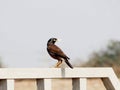 Closeup Shot Of A Cute Little Myna Bird On The Wooden Railing With Blurred Background