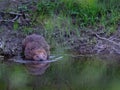 Closeup shot of a cute little porcupine drinking water from the lake