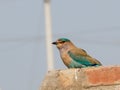 Closeup shot of a cute little roller bird on the stone with blurred background