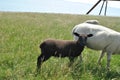 Closeup shot of cute little sheeps