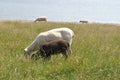 Closeup shot of cute little sheeps