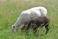 Closeup shot of cute little sheeps