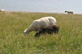 Closeup shot of cute little sheeps