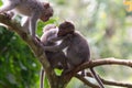 Closeup shot of cute macaques gathered toghether on the tree in the jungle