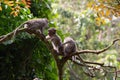 Closeup shot of cute macaques gathered toghether on the tree in the jungle