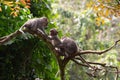 Closeup shot of cute macaques gathered toghether on the tree in the jungle