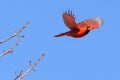 Closeup shot of a cute male Northern cardinal bird or redbird flying against blue sky Royalty Free Stock Photo