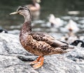 Closeup shot of a cute mallard duck standing on a rock in the middle of a lake