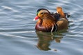 Closeup shot of a cute mandarin duck swimming in the lake