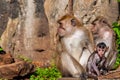 Closeup shot of a cute monkey family near rock formations in a jungle Royalty Free Stock Photo