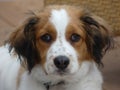 Closeup shot of a cute Nederlandse Kooikerhondje dog
