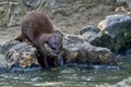 Closeup shot of a cute North American river otter drinking water in the zoo Royalty Free Stock Photo