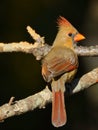 Closeup shot of a cute female Northern cardinal bird perched on. a tree Royalty Free Stock Photo