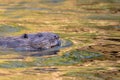 Closeup shot of a cute nutria swimming in the lake Royalty Free Stock Photo