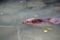 Closeup shot of a cute nutria swimming in the river