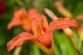 Closeup shot of a cute orange lily under the sunlight