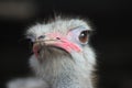 Closeup shot of a cute ostrich on a blurred background Royalty Free Stock Photo