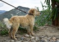 Closeup shot of a cute otterhound dog on a leash Royalty Free Stock Photo