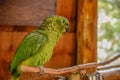 Closeup shot of a cute parakeet parrot in the zoo