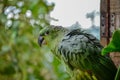 Closeup shot of a cute parakeet parrot in the zoo