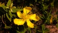 Closeup shot of a cute Perforate St John`s-wort under the sunlight