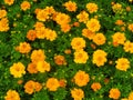 Closeup shot of cute Pot marigolds under the sunlight Royalty Free Stock Photo