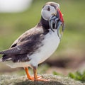 Closeup shot of a cute Puffin with fish in its mouth in the Farne Islands, Northumberland