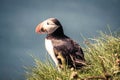 Closeup shot of a cute puffin on the grass