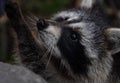 Closeup shot of a cute raccoon snort
