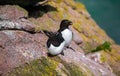 Closeup shot of cute razorbill auks on the coast