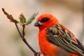 Closeup shot of a cute red bird perching on a tree branch with a blurred background Royalty Free Stock Photo