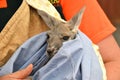 Closeup shot of a cute rescued kangaroo wrapped in a human& x27;s hands