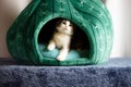 Closeup shot of a cute rescued kitten in a fabric pet shelter